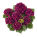Гортензия Hydrangea Royal Red Lila